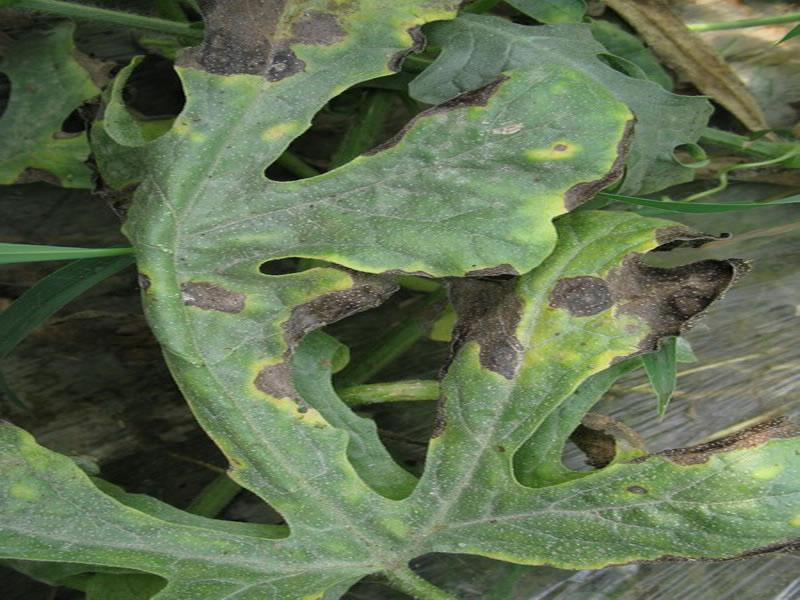 農(nóng)作物病害檢測(cè)儀，為農(nóng)戶提供便利