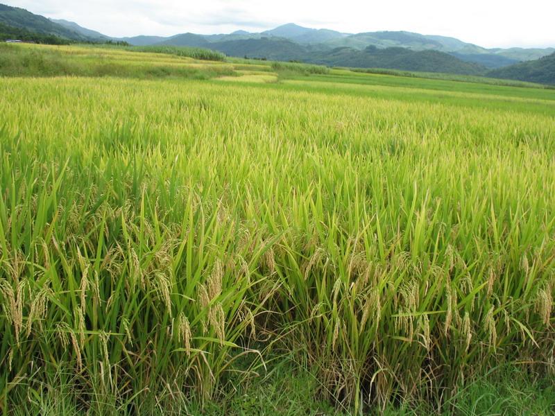農(nóng)作物病害檢測儀，為農(nóng)戶種植提供便利條件